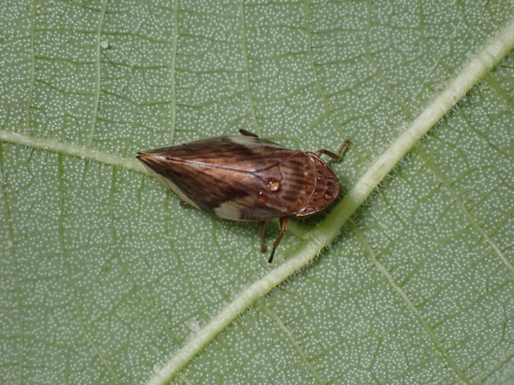 Clovia mindorensis