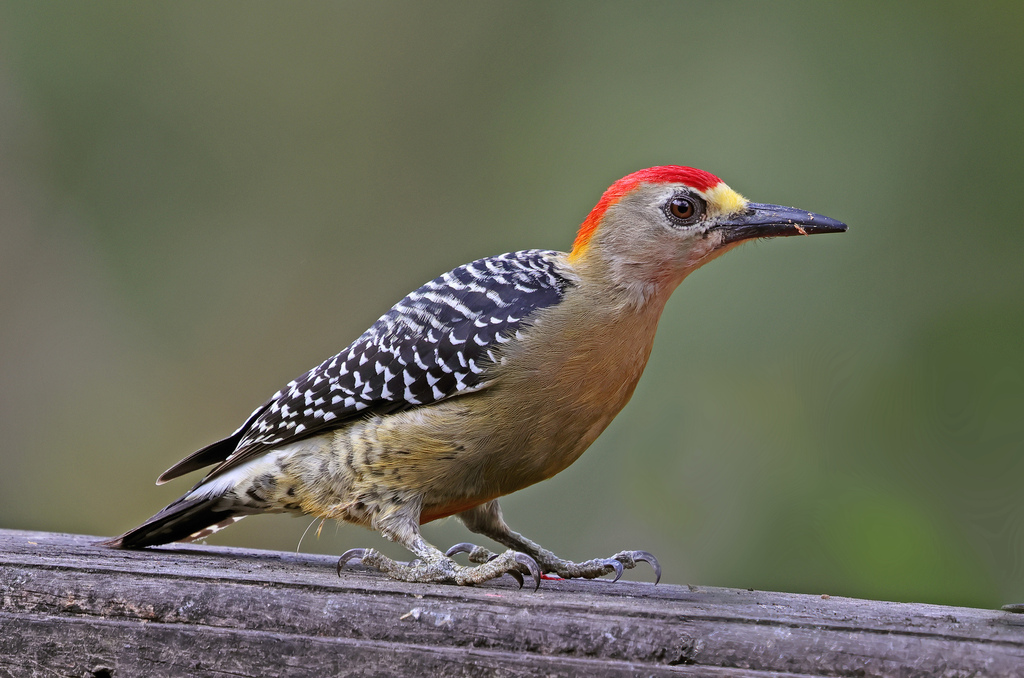 Black-cheeked × Hoffmann's Woodpecker