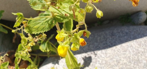 Calceolaria petioalaris (Calceolaria petioalaris)