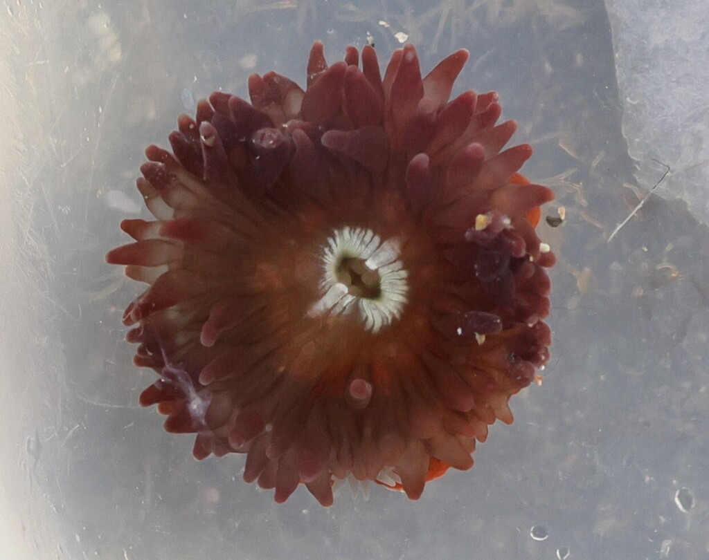 Brooding Anemone from Coastal San Pedro, Los Angeles, CA, USA on ...