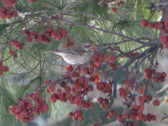 Haemorhous purpureus purpureus