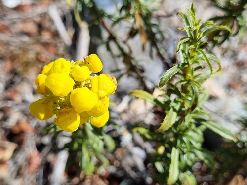 Calceolaria thyrsiflora (Calceolaria thyrsiflora)