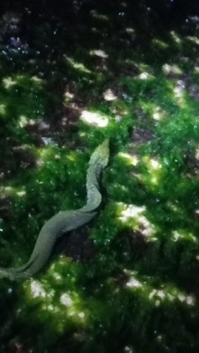 Gymnothorax funebris