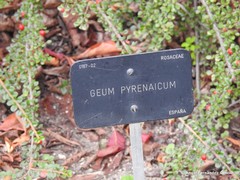 Geum pyrenaicum