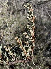 Ceanothus roderickii