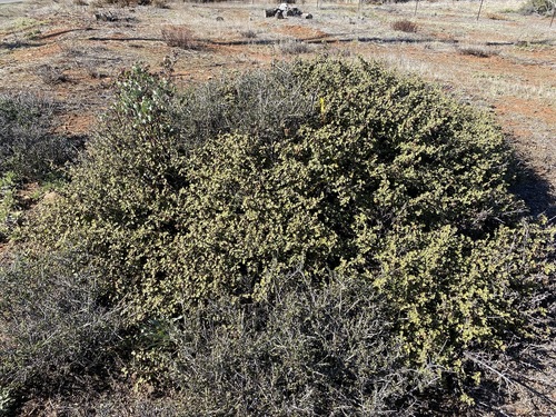 Image of Pine Hill Flannelbush (Fremontodendron decumbens) by (c) Matt Berger, some rights reserved (CC BY)