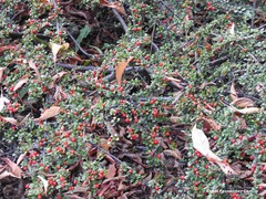 Pyracantha crenatoserrata