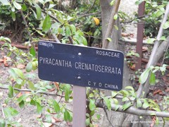 Pyracantha crenatoserrata