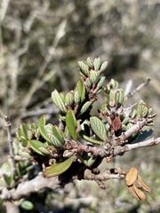 Ceanothus roderickii