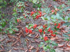 Pyracantha crenatoserrata