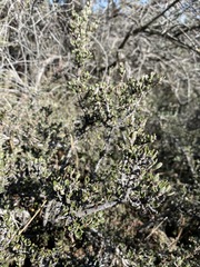 Ceanothus roderickii