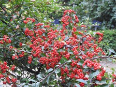 Pyracantha crenatoserrata