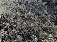 Ceanothus roderickii