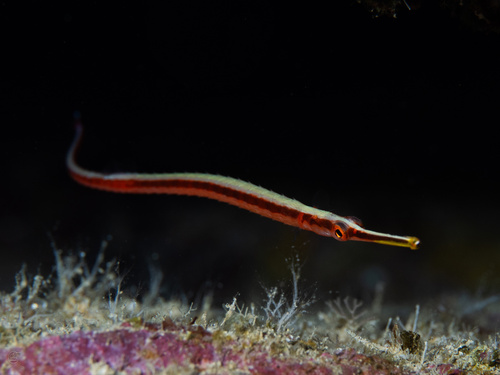 Hawaiiaanse band-zeenaald (Dunckerocampus baldwini) — Syngnathidae