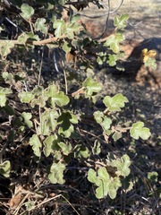 Fremontodendron decumbens