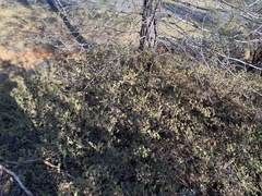 Fremontodendron decumbens