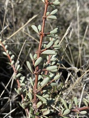Ceanothus roderickii