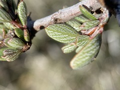 Ceanothus roderickii