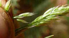 Agrostis magellanica