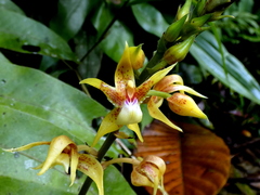 Plocoglottis plicata