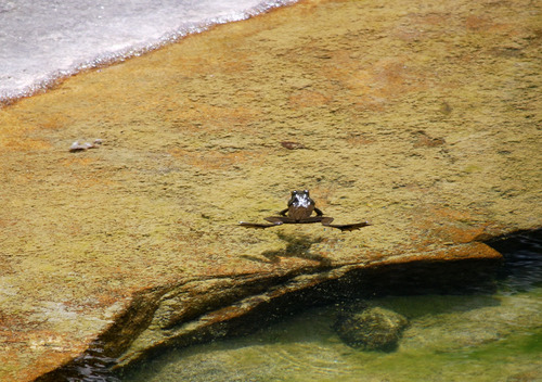 iNaturalist observation photo of American Bullfrog