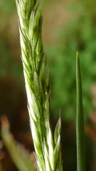 Agrostis magellanica