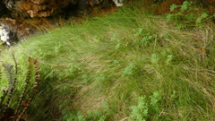 Agrostis magellanica