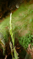 Agrostis magellanica