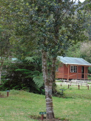 Eucryphia cordifolia
