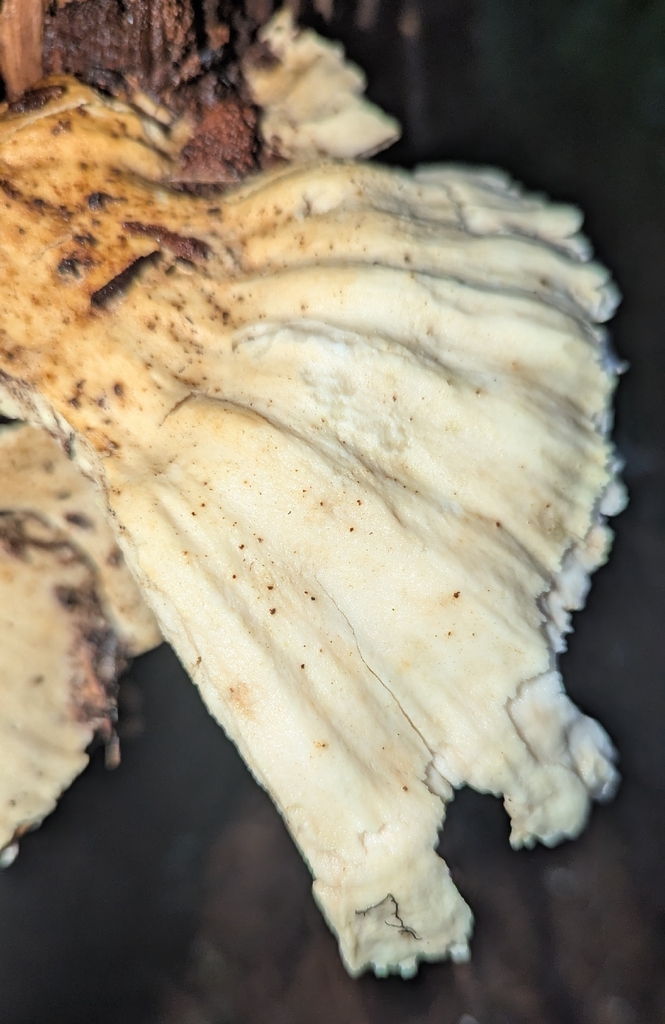 Laetiporus conifericola