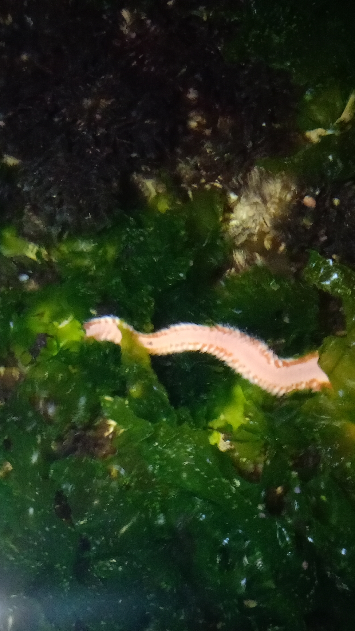 Eurythoe complanata (Pallas, 1766)