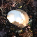 Western White Slippersnail - Photo (c) Donna Pomeroy, some rights reserved (CC BY-NC), uploaded by Donna Pomeroy