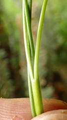 Agrostis magellanica