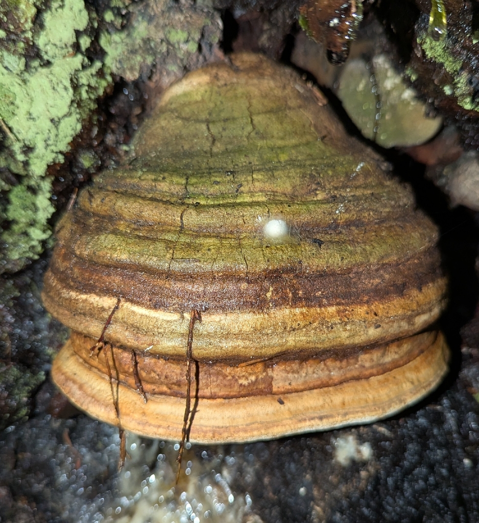 Laricifomes officinalis