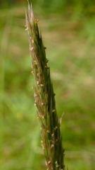 Agrostis magellanica