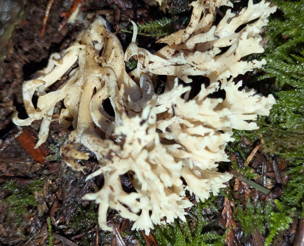 Clavulina coralloides · January 2026 · photo: © benkeen (iNaturalist, cc0)