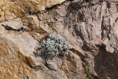 Eriogonum crocatum