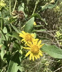 Verbesina subcordata