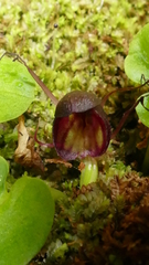 Corybas sulcatus