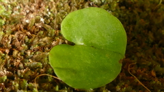 Corybas sulcatus