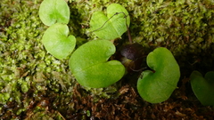 Corybas sulcatus