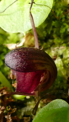 Corybas sulcatus