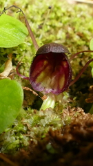 Corybas sulcatus
