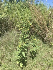 Verbesina subcordata