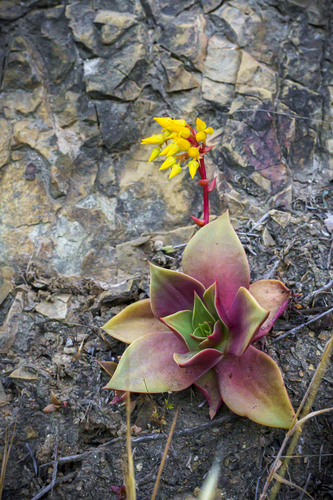 Dudleya cymosa