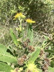 Verbesina subcordata