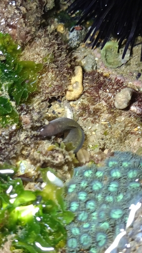 Gymnothorax vicinus