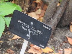 Prunus triloba