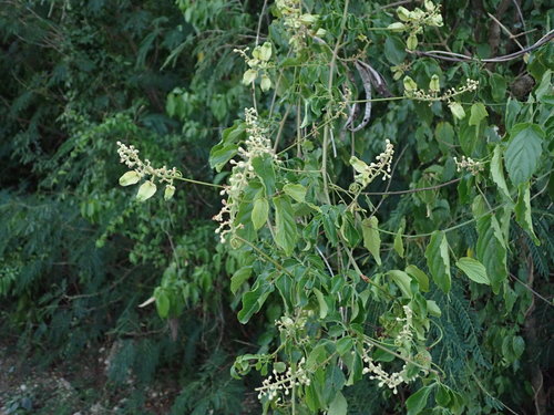 Image of Serjania lucida by (c) Daniel Cahen, some rights reserved (CC BY)
