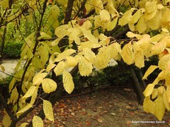 Prunus triloba